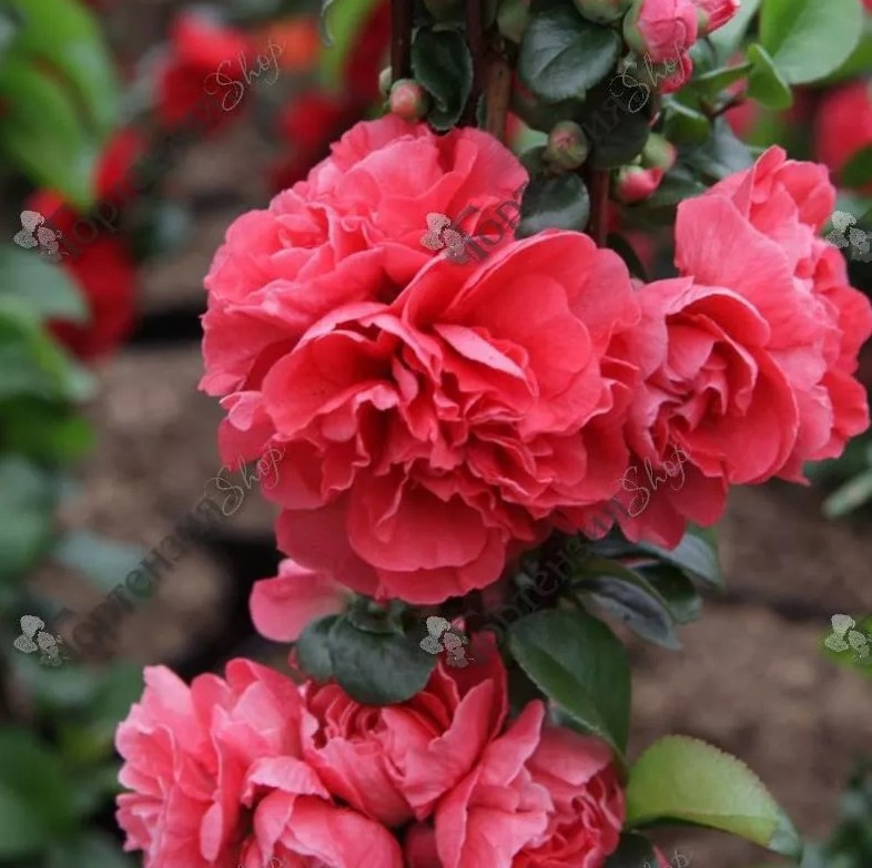 Хеномелес – весенний взрыв красок!