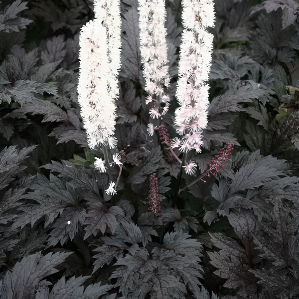 Актея простая Пинк Спайк