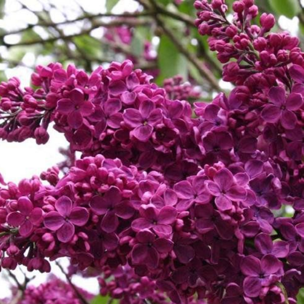 Основное изображение товара
