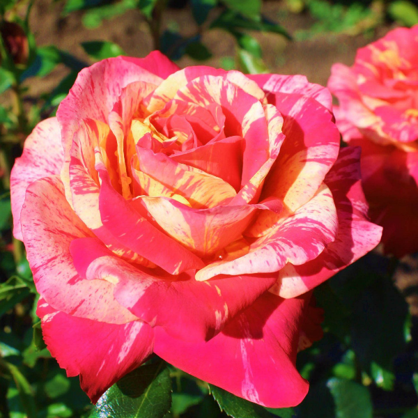 Основное изображение товара