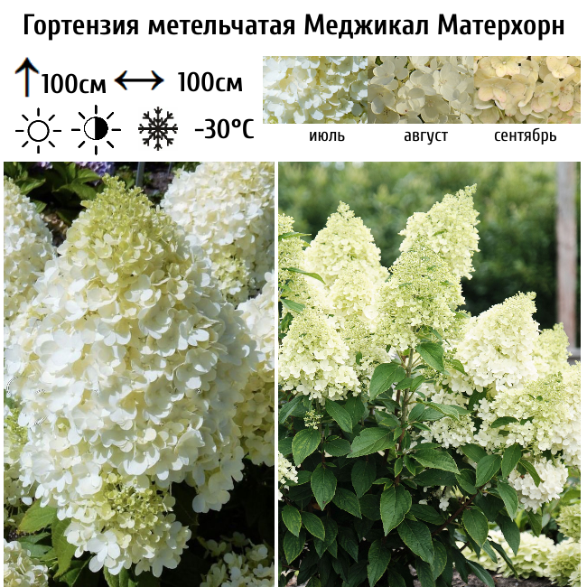 Гортензия метельчатая Меджикал Матерхорн