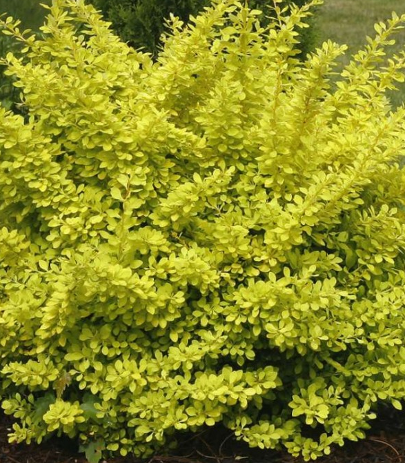 Основное изображение товара