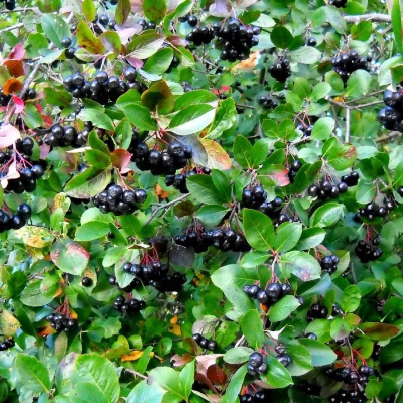 Арония (рябина) черноплодная / Aronia melanocarpa 60-80