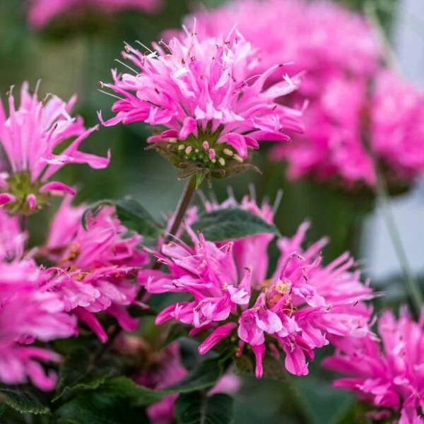 Основное изображение товара