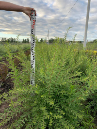 Растения собственного производства