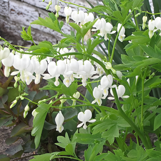 Основное изображение товара