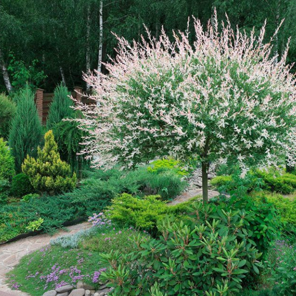 Ива цельнолистная Хакуро-нишики штамб