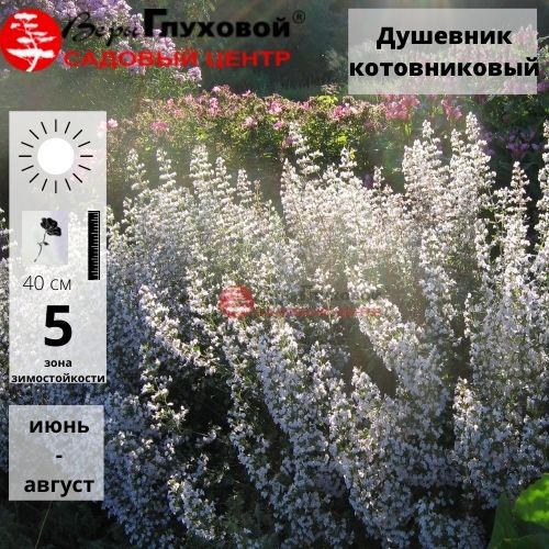 Душевик котовниковый Вайт Клауд