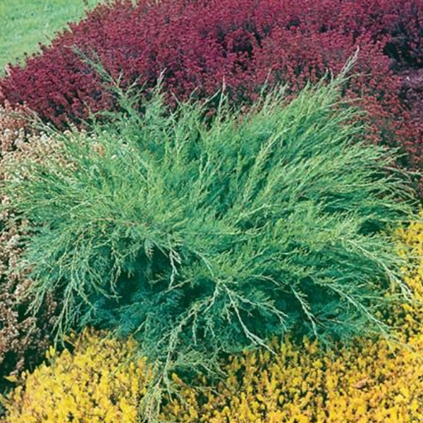 Можжевельник Пфитцера «Минт Джулеп» (Можжевельник китайский «Минт Джулеп» ) Juniperus x pfitzeriana