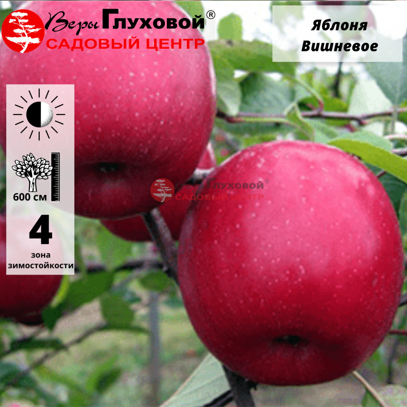 Яблоня Вишневое (зимнее)