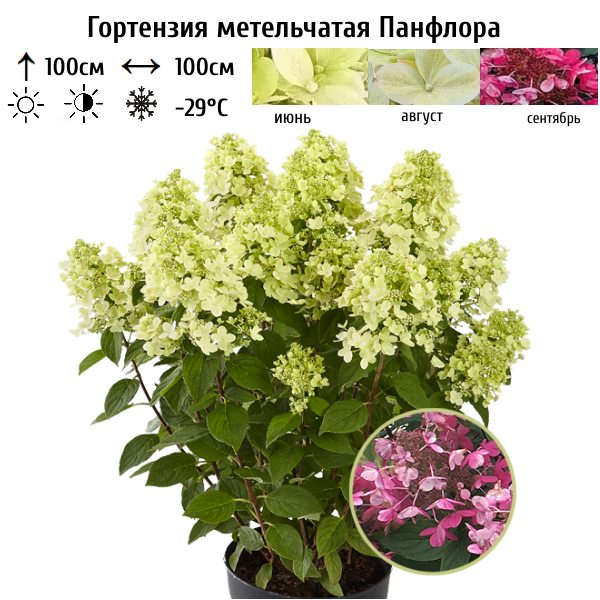 Основное изображение товара