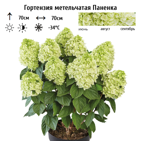 Основное изображение товара