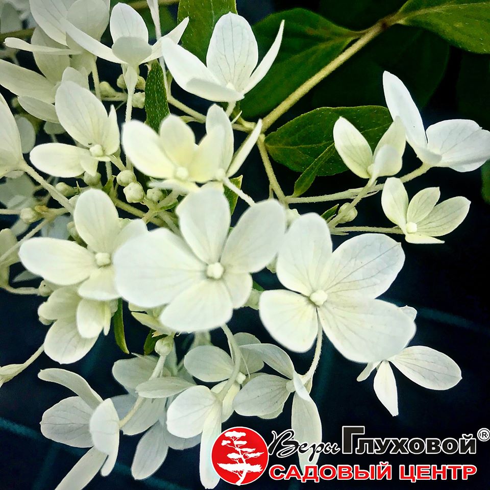 Первое цветение гортензий 2020 Первое цветение гортензий 2020