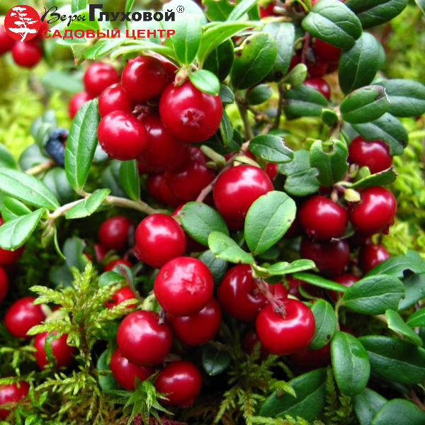 Основное изображение товара