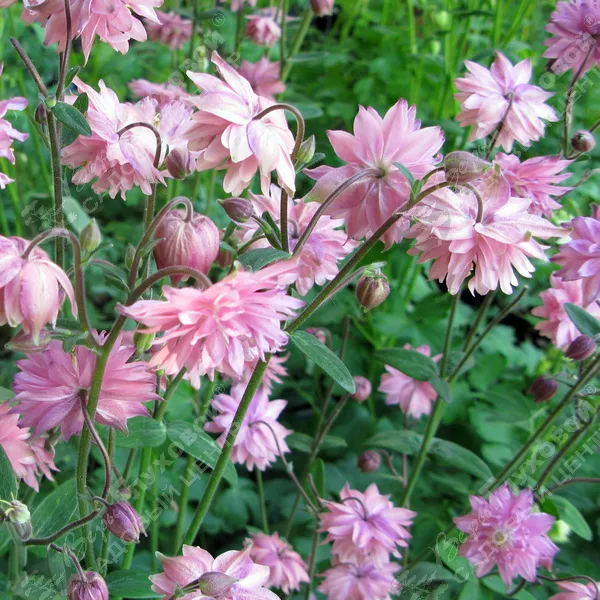 Аквилегия Аквилегия