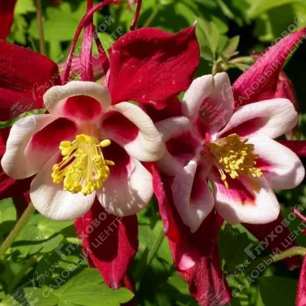 Аквилегия Аквилегия