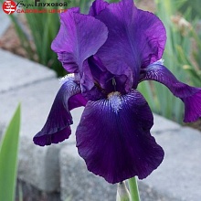 Основное изображение товара