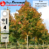 Клен остролистный "Эмеральд Куин" на фото