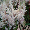 Астильба Арендса (Astilbe arendsii) Бумальда С3 ГлХ/26