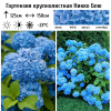 Гортензия крупнолистная (Hydrangea macrophyllа) Никко Блю  С3 СП/24
