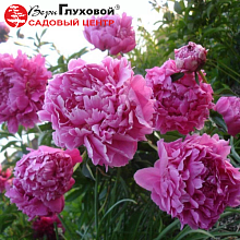 Основное изображение товара