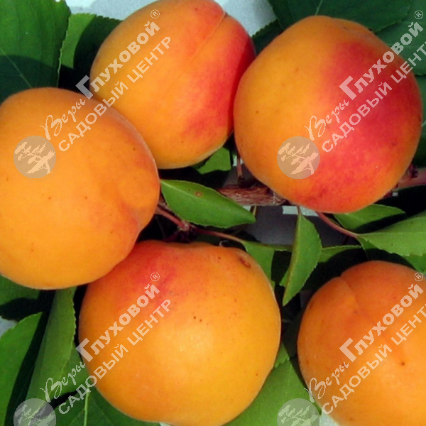 Абрикос "Саратовский рубин" на фото