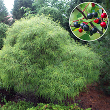 Основное изображение товара