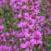 Дербенник прутовидный (Lythrum virgatum) Дропмор Перпл С2 НСп/26