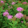Спирея японская (Spiraea japonica) Литтл Принцесс  С3 СП/24