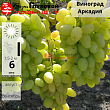 Виноград Аркадия