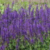 Шалфей дубравный (Salvia nemerosa) Майнахт С3 СП/24