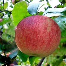 Яблоня Конфетное (летний сорт) 2-летка