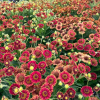 Гелениум "Бандера" на фото