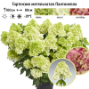 Гортензия метельчатая (Hydrangea paniculata) Пантонелла 2-3вет ОКС СП/25