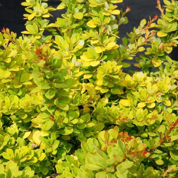 Основное изображение товара