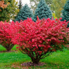 Бересклет крылатый (Euonymus alatus)  на фото