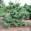 Сосна мелкоцветковая (Pinus parviflora) Негиши  30-40 С5 ГШт/24