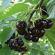 Черешня 