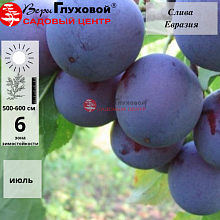 Слива Евразия 21 (ранний сорт) С3