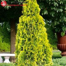 Основное изображение товара