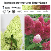 Гортензия метельчатая (Hydrangea paniculata) Петит Флори 2-3вет ОКС СП/25