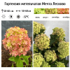 Гортензия метельчатая (Hydrangea paniculata) Мечта Лесково Р9 СП/26
