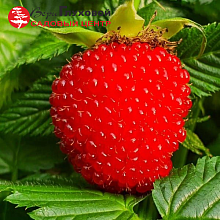 Основное изображение товара