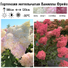Гортензия метельчатая (Hydrangea paniculata) Ванилла Фрейз Р9 СП/26