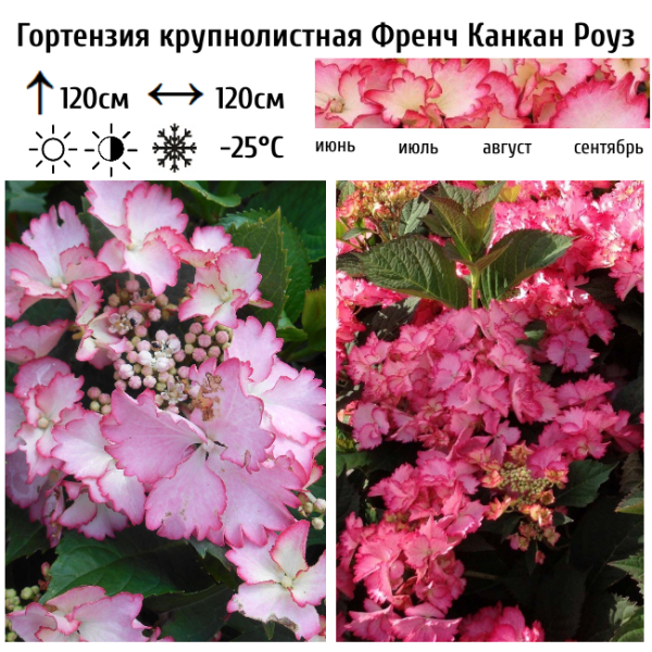 Основное изображение товара