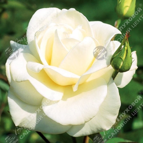 Роза чайно-гибридная "Pascali" на фото