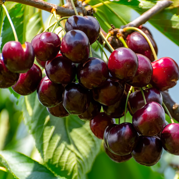 Основное изображение товара