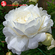 Пион молочноцветковый  