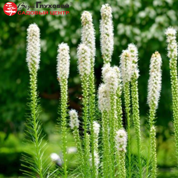 Основное изображение товара