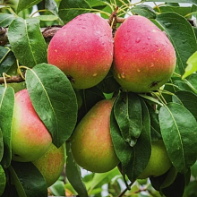 Основное изображение товара